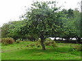 Brocton Camp 'J-Lines' Centenary Apple Tree in ST17 0TN