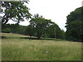 Grazing and woodland above Ladybower Reservoir in Derwent