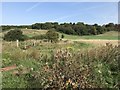 Thistles and Teasels in BS16 1EB