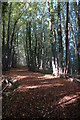 Footpath through Ravenshill Wood in WR6 5QT