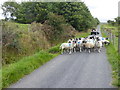 Sheep on the Pennine Way in CA16 6NG