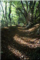 Footpath in Ravenshill Wood in WR6 5HF