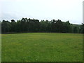 Grazing towards woodland in S6 6GJ