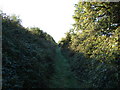 Overgrown bridleway in PE37 8FE