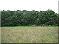 Grassland and woodland near the River Rivelin in S6 5SJ