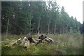 Rotting logs, Blackhill Wood in KY13 0LR