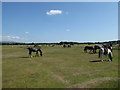 Dartmoor Ponies - Roborough Down in PL20 6HY