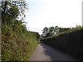 High hedges, narrow road, south of Tidicombe in Loxhore