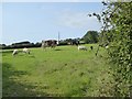Cattle and sheep grazing near Loxhore in Loxhore