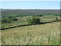 Sheep on rough pasture, Upper Hollow Meadows in S6 6GN