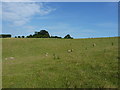 Sheep grazing in a shallow re-entrant in HR4 8AP