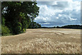A Field of Barley in IV12 5JZ