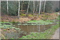 Small pond, Epping Forest in IG10 1LP