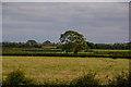 Sedgemoor : Grassy Field in TA9 4JN
