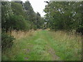Path in Balcormo Wood in KY8 5QF