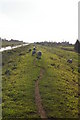 Sheep by the Old Bedford River in PE14 9RB
