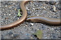 Slow worm in the road in SP5 1JP