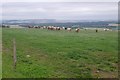 Cattle above Knellock in DD8 2NQ