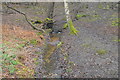 Woodland stream, Epping Forest in IG10 2SB