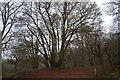Distinctive tree, Epping Forest in CM16 7DR