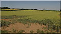 Wheat beside Homington Road in SP2 8QU