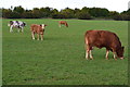 Cattle in field beside course of Roman road in SP5 1SS