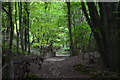 Path climbing steeply in woods in SP5 1SE