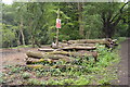 Logpile, Warren Hill in Loughton Forest Ward