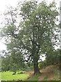 Ash tree below The Brunt in EH42 1SJ