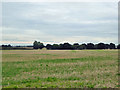 Field south of Tendring Road in CO12 5DE