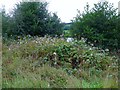 Himalayan balsam by the River Clyde in ML8 5QF