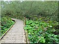 Boardwalk on the Clyde Walkway in ML8 5SY