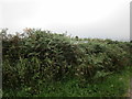 Short post, tall bracken in EX20 2QF