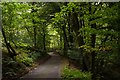 A shady lane above the Cock's Burn in FK9 4PZ