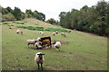 Sheep and calves near Honey Brook in DY11 5TS