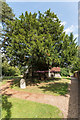 Yew, All Saints' Church, Little Bookham in KT23 3QP
