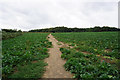 Footpath towards Gulling Wood in S65 4RQ