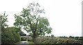 Roadside Tree in SY13 4EQ
