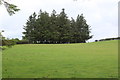 Clump of coniferous trees above the A4215 in LD3 8TG