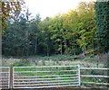 Mixed woodland north of Red Lane in SY21 8AR