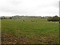 Cattle grazing on Kit Hill in BA22 9PH