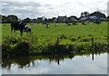 Cows next to the Lancaster Canal at Blackleach in PR4 0JB