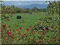 Farmland and bales next to the Lancaster Canal in PR4 0JB