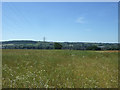 Grassland and power lines near Woodhouse Farm in DL14 0LL