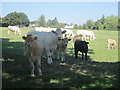 Curious cows at Chartridge in HP5 2SJ
