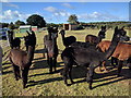 Alpacas at Longthorns farm in BH20 6NJ