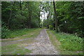 Footpath, King's Wood in HP10 8JR