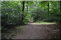 Footpath, King's Wood in HP15 7FP