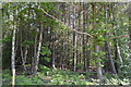 Conifers, Pembury Walks in TN11 0QB