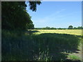 Cereal crop beside woodland in DL14 9JR